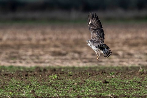 Common buzzard (Buteo buteo), flying, Emsland, Lower Saxony, Germany, Europe