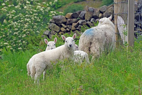 Lambs and sheep on a green meadow near a stone wall and a fence, spring atmosphere, Moffat,