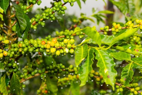 Coffee fruits on the bush (Coffea), Costa Rica, Central America