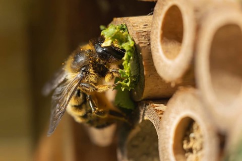 Leafcutter bee (Megachile willughbiella) adult filling a hole in a garden bee hotel with leaves,