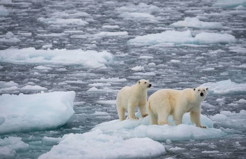 Polar bears (Ursus maritimus) on the pack ice at 82 degrees north, mother with cubs, Svalbard