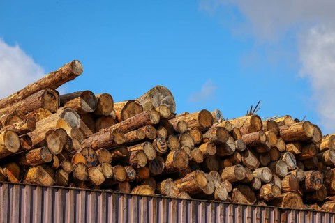 Duisburg, North Rhine-Westphalia, Germany, timber yard, logs stored for export in the Port of