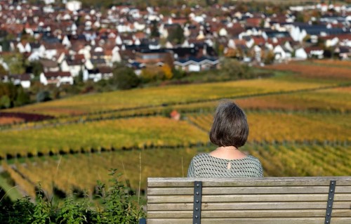 Elderly woman sitting on bench, park bench, enjoying view of vineyard, vines, grapevines,