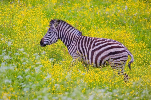 Chapman's zebra (Equus quagga chapmani) grazing on a yellow flowering meadow