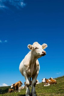 Dairy cows in front of a blue sky, Herzogenhorn, Southern Black Forest, Black Forest, Germany,