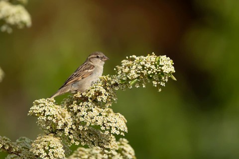 House sparrow (Passer domesticus) adult bird on a garden Pyracantha bush flowering in the summer,