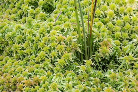 Marsh peat moss (Sphagnum palustre), Province of Drenthe, Netherlands