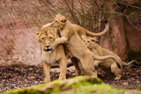 Asiatic lion (Panthera leo persica) female (mother) with her cubs, captive