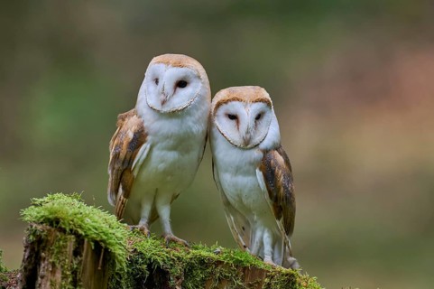 Pair of barn owls (Tyto alba) Bavaria, Germany, Europe