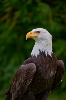 Bald eagle (Haliaeetus leucocephalus) captive, Lower Saxony, Germany, Europe