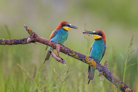 Bee-eater (Merops apiaster) male, female, pair, with wedge-spotted dragonfly as bridal gift,