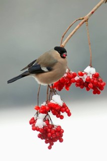 Bullfinch, female picking Common Snowball berries, Lower Saxony, Germany (Turdus merula)