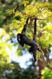Black red-faced spider monkey (Ateles paniscus)