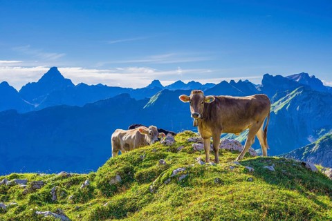 Young cattle, Allgaeuer Braunvieh, domestic cattle breed (Bos primigenius taurus), on an alpine