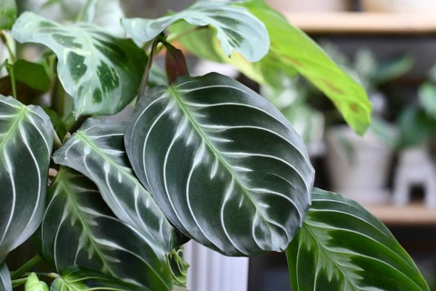 Beautiful striped leaf of exotic 'Maranta Leuconeura Cat Moustache' houseplant