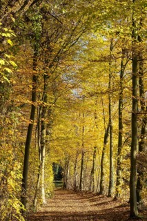 Path in the autumnally discoloured beech forest, Ahaus, Münsterland, North Rhine-Westphalia,