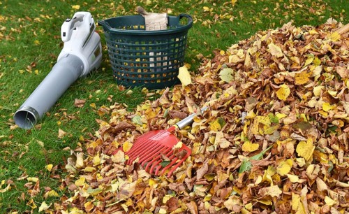 Remove withered leaves, autumn leaves in the garden, Schleswig-Holstein, Germany, Europe