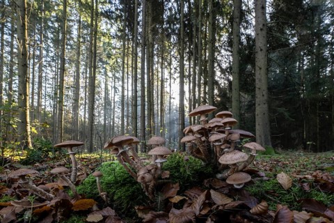 Armillaria polymyces (Armillaria ostoyae) in the forest, Emsland, Lower Saxony, Germany, Europe