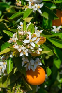 Close-up of white flowers with oranges and green leaves, orange trees near Skala, Laconia,
