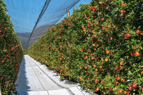 Apple-growing region in the Adige Valley, South Tyrol, large areas under cultivation, in South