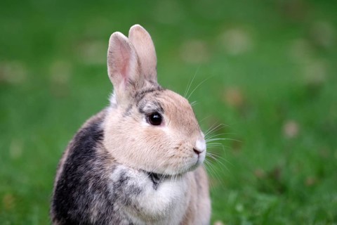 Rabbit (Oryctolagus cuniculus domesticus), animal, portrait, cute, Nice close-up of domestic rabbit