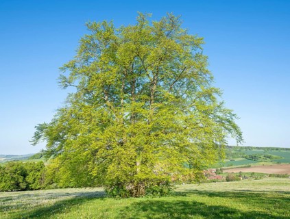 European beech (Fagus sylvatica), solitary in spring standing in a meadow with dandelion (Taraxacum