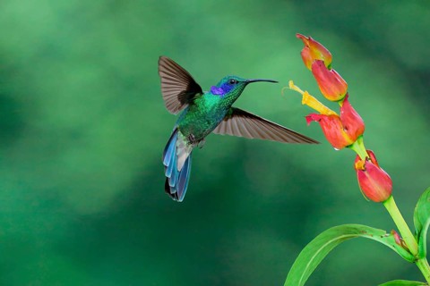 Flying Lesser violet-ear Hummingbird (Colibri cyanotus), Costa Rica, Central America