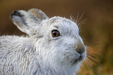 Mountain hare, alpine hare, snow hare (Lepus timidus) in white winter pelage resting in the hills