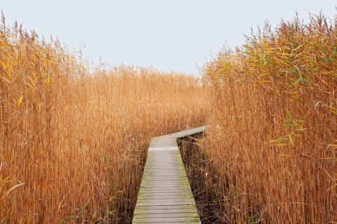 Low water, reeds, boardwalk, mudflats, Dollart, Nieuwe Statenzijl, Netherlands