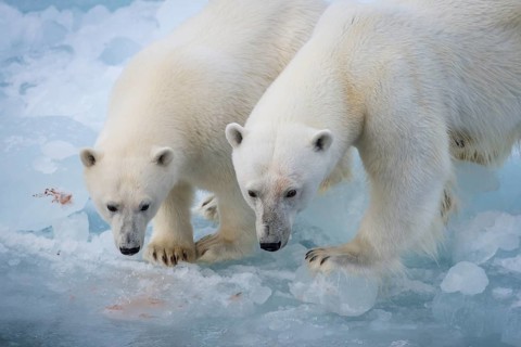 Polar bears (Ursus maritimus) on the pack ice at 82 degrees north, mother with cubs, Svalbard