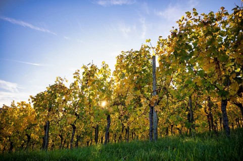 Vineyard, vines, grapevines, viticulture, autumn colours, autumn, backlight, Strümpfelbach,