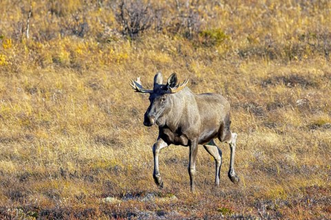 Moose, elk (Alces alces), adult bull, male foraging on the tundra in autumn, fall, Sweden,