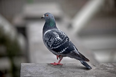 Pigeon (Columbidae) in an urban environment, Brussels, Belgium, Europe