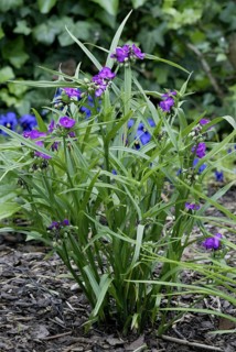 Spiderwort (Tradescantia), Commelinaceae