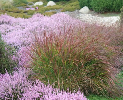 Red-brown switchgrass (Panicum virgatum 'Rotstrahlbusch'), boulder park, Nochten, 81