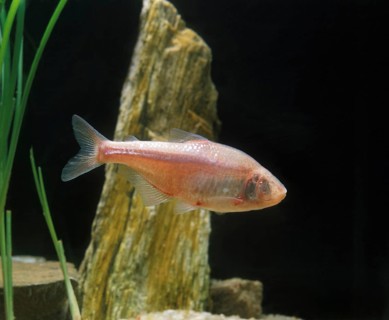Astyanax mexicanus, Cavefish, Cavefish, Other animals, Fish, Animals, Tetra, MEXICAN TETRA OR BLIND