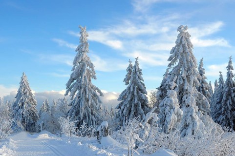 Black Forest, Black Forest in winter, spruce forest, Black Forest High Road, snowy landscape, at