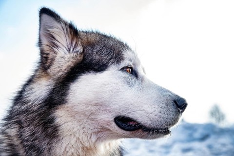 Alaskan malamute close-up of the head
