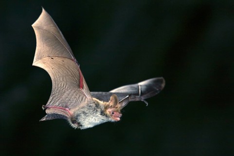 Bechstein's Bat (Myotis bechsteinii), Germany, Europe