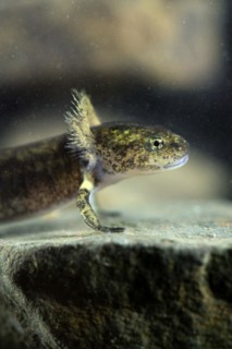 Fire salamander (Salamandra salamandra), larva from the side with clearly visible gill tufts in the