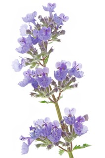 Catmint (Nepeta cataria) on a white background
