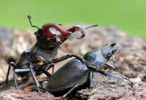 Stag beetle mating