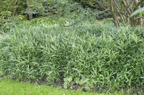 Fortune's shoot bamboo (Pleioblastus variegatus), Rhodo 2014, 81