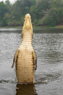 Spectacled caiman (Caiman crocodilus yacara), Crocodile (Alligatoridae), crocodile (Crocodylia),