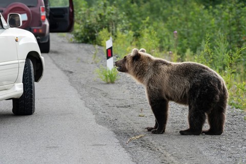 Wild young terrible and hungry Far Eastern brown bear (Kamchatka brown bear) walking on road and