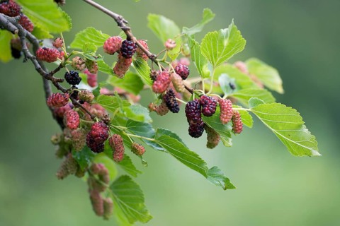 Black Mulberry (Morus nigra) Tree, branch with fruits, Bulgaria, Europe