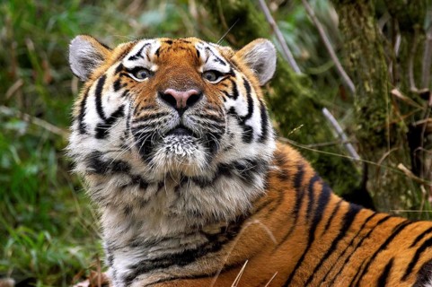 Siberian Tiger (panthera tigris altaica)