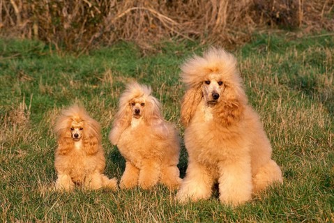 Apricot Toy, Standard and Giant Poodle sit on grass