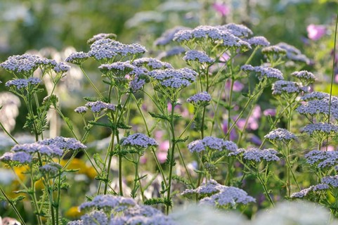 Yarrow (Achillea millefolium)