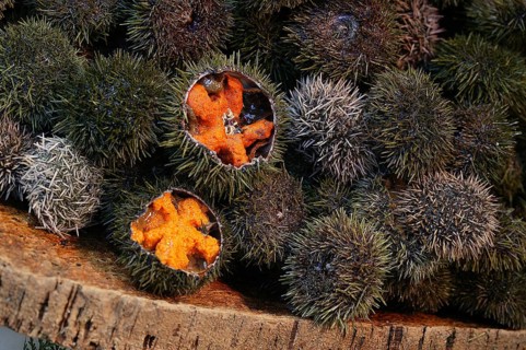 SEA URCHIN AT A FISH STALL